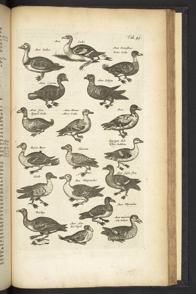 Ducks, Illustration from Historiæ Naturalis de Quadrupetibus by Mattaus the Younger Merian