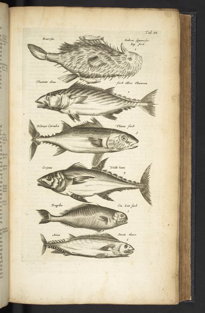 Tunas, Illustration from 