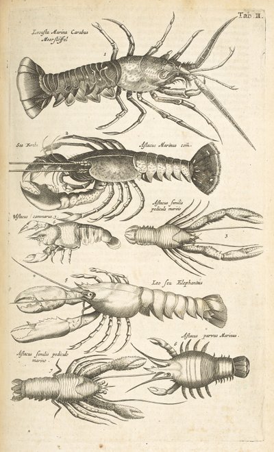 Lobsters, Illustration from 