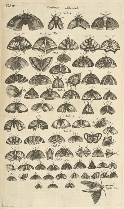 Butterflies and Moths, Illustration from 