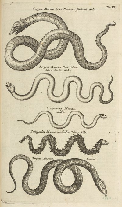 Tab IX, Sea Snakes, Illustration from 