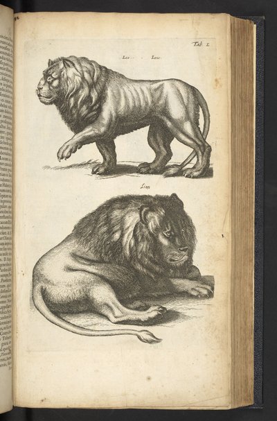 Lions, illustration from 