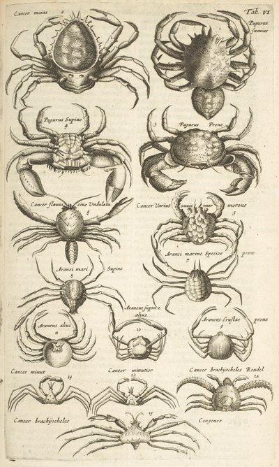 Crabs, Illustration from 