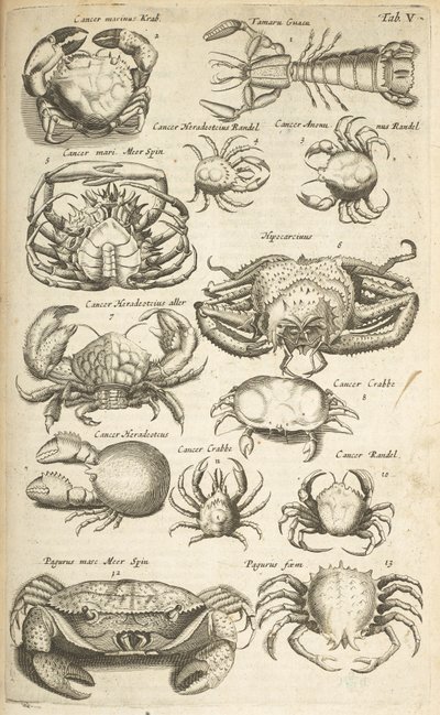 Crabs, Illustration from 