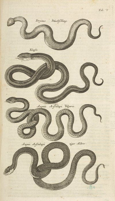 Snakes, Illustration from 