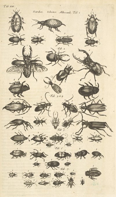 Beetles, Illustration from 
