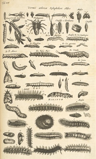 Caterpillars, Illustration from Historiæ Naturalis de Quadrupetibus by Mattaus the Younger Merian