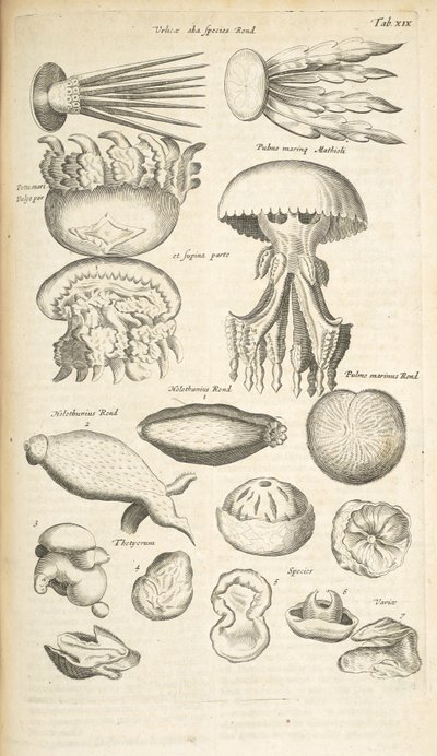 Jellyfish, Sea Cucumber and Other Marine Life, Illustration from 