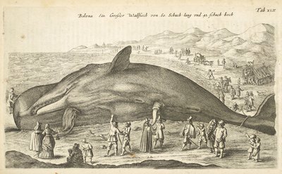 Whale, Illustration from 