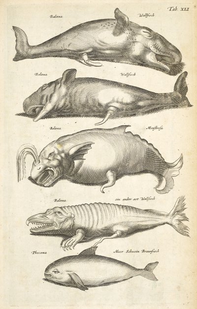 Tab XLI, Whales, Illustration from 
