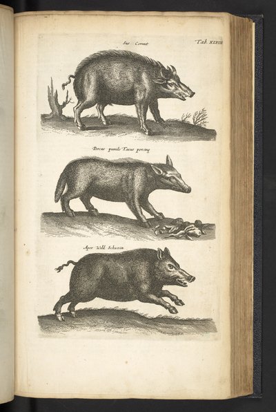 Wild Boar, Illustration from 