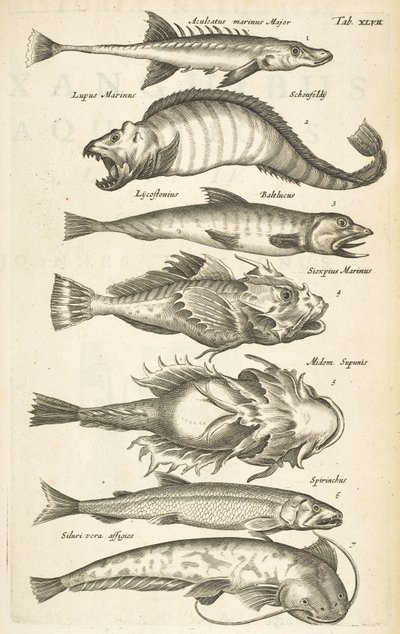 Fish species, Illustration from 