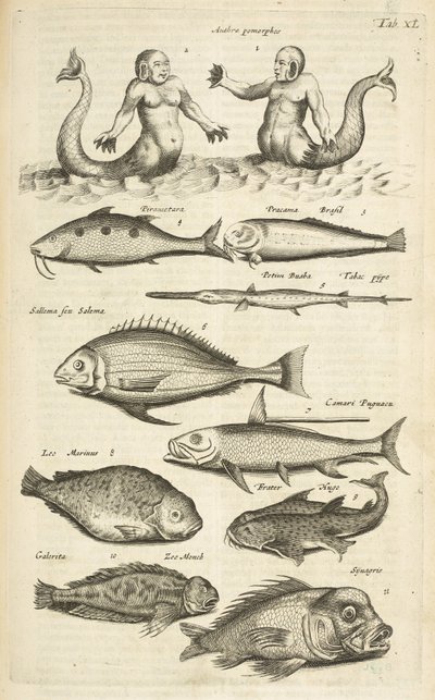 Tab XL, Anthropomorphos; Mermaid; Merman; Tropical Fish, Illustration from 