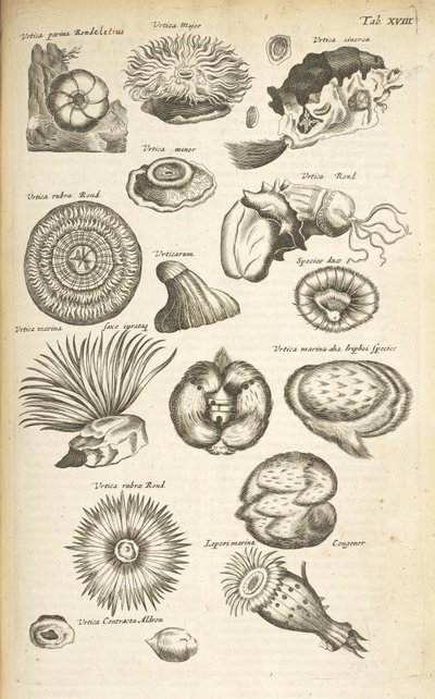 Marine life, Illustration from 