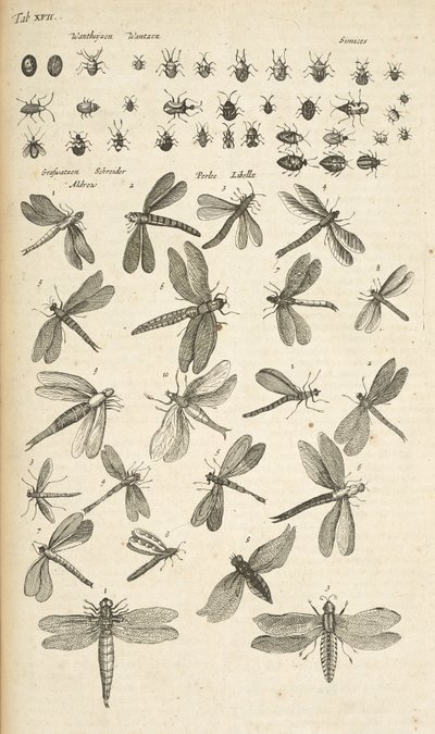 Dragonflies, Illustration from 