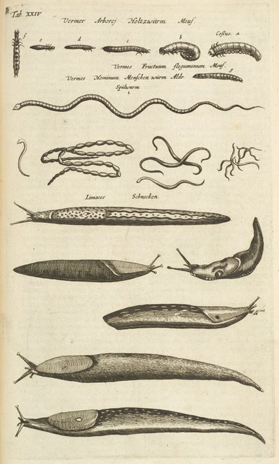 Slugs and Worms, Illustration from 