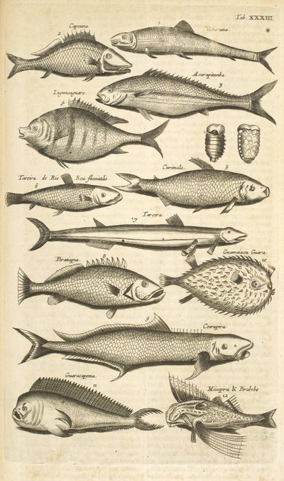 Spiny Fish, Illustration from 
