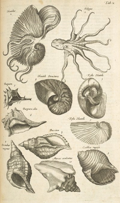 Octopus and Nautilus Shells, Illustration from Historiæ Naturalis de Quadrupetibus by Mattaus the Younger Merian