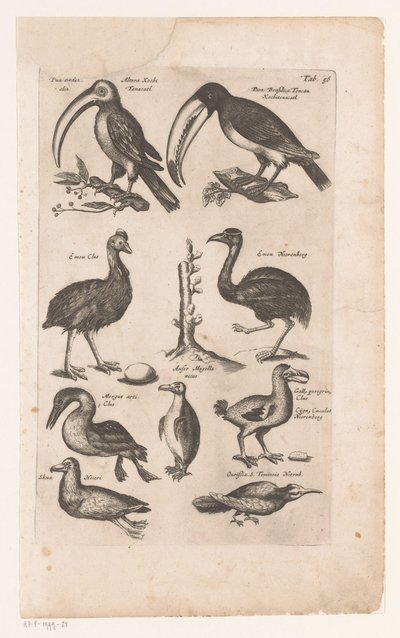 Toucans and Other Birds by Matthaus Merian