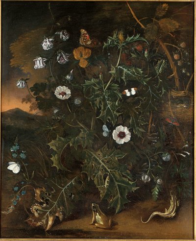 Thistles, Brambles, Poppies and Other Plants by Matthias Withoos