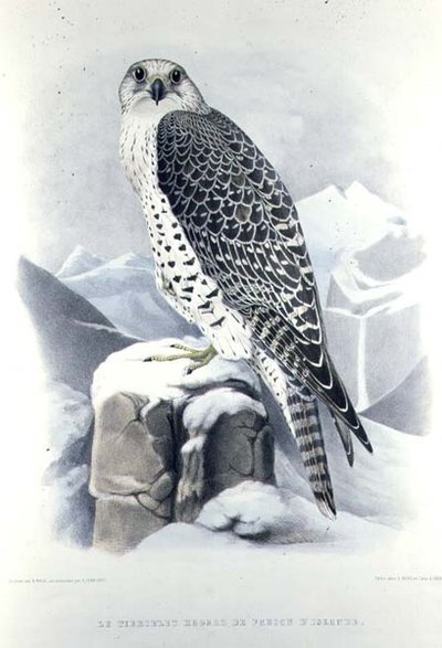 Icelandic Falcon, from 