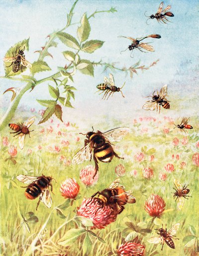 The Busy Bees and Their Cousins by Maud Scrivener
