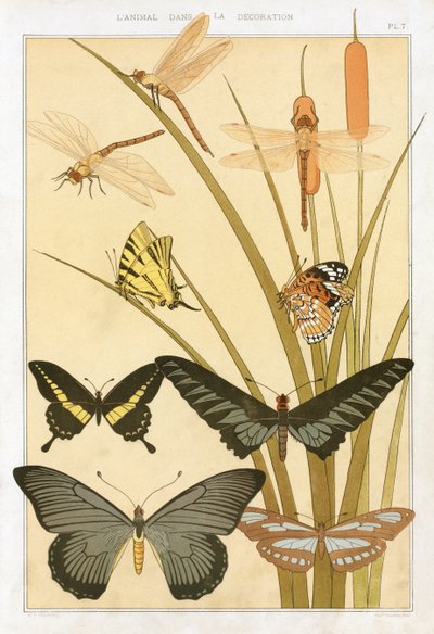 Butterflies, from 