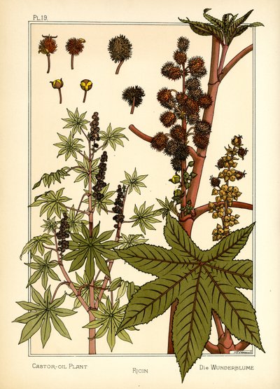 The Castor Oil Plant by Maurice Pillard Verneuil