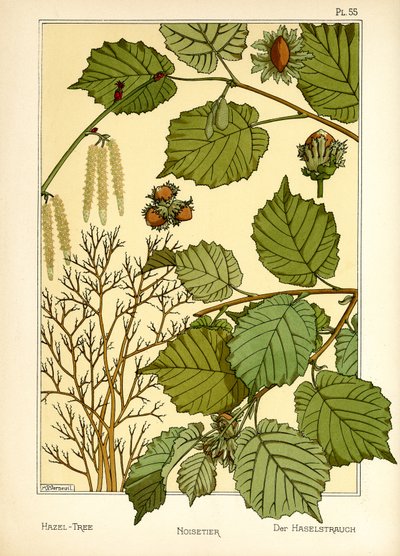 The Hazel Tree by Maurice Pillard Verneuil