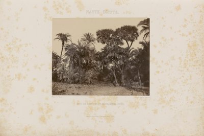 Forest of Daltiers and Doum Palms by Maxime Du Camp