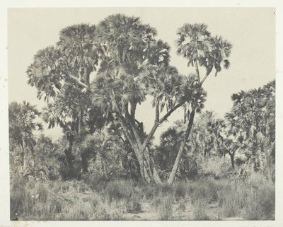 Palmiers Doums, Haute-Egypte by Maxime Du Camp