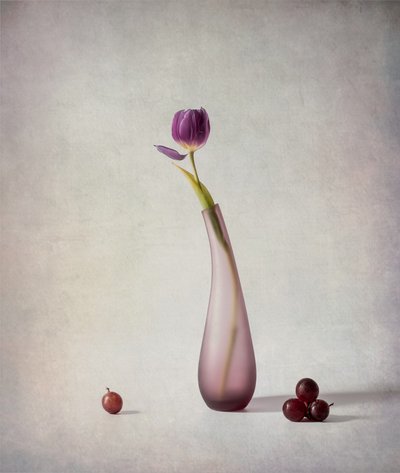 Purple Tulip Still Life by May G