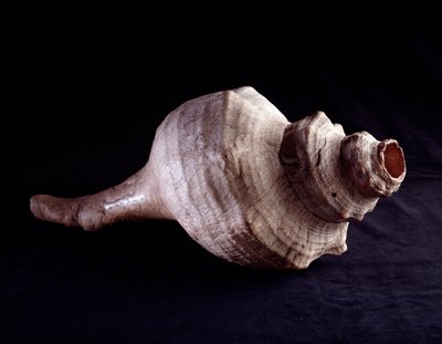 Pre-Columbian Art, Mayan Civilization, Classical Period: Sea Shell Used as a Musical Instrument (Trumpet). From Uaxactun, Guatemala by Mayan Mayan