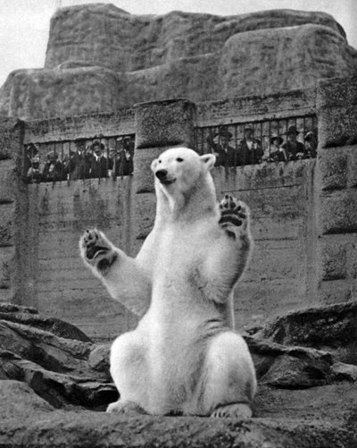 Polar Bear on the Mappin Terrace at London Zoo by McLeish