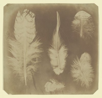 Chicken Feathers, ca. 1840 by Mervyn Herbert Nevil Story Maskelyne