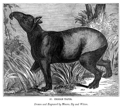 Indian Tapir by Messrs Sly and Wilson