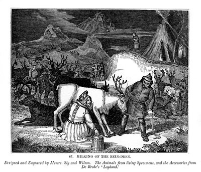Milking of the Reindeer by Messrs Sly and Wilson