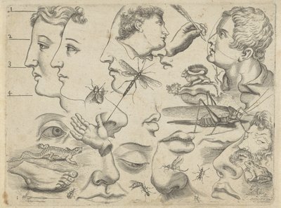 Study Sheet with Drawing Examples: Heads, Body Parts, and Animals by Michael Snijders