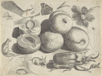 Study Sheet with Drawing Examples: Fruits, Animals, Insects, and Hands by Michael Snijders