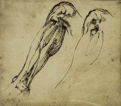 Anatomical Studies of a Leg by Michelangelo Buonarroti