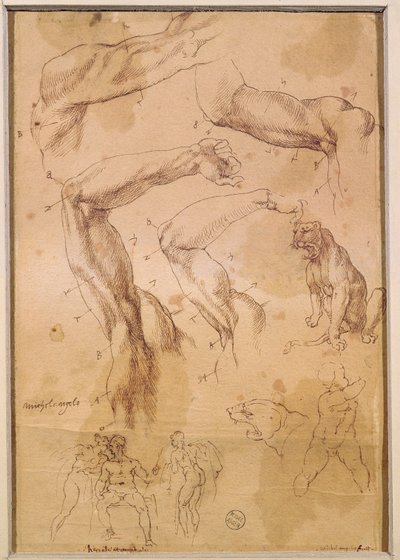 Studies of Raised Arms, a Wild Cat and a Group of Figures by Michelangelo Buonarroti