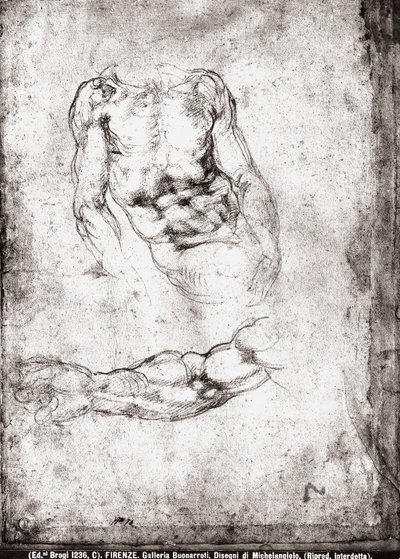 Study of a male torso and arm by Michelangelo Buonarroti