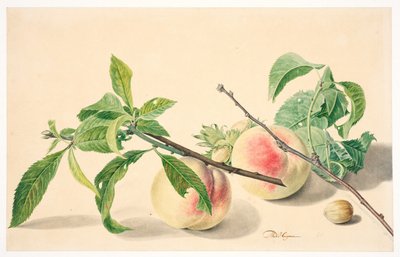 Still Life with Peaches & Hazelnuts by Michiel Van Huysum