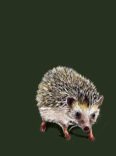 Kimchi The Hedgehog by Mike Davis