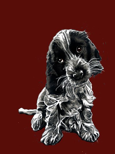 Rosie The Cocker Spaniel by Mike Davis