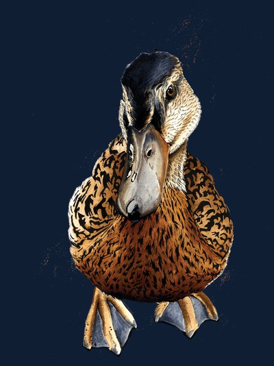 The Duck on Midnight Blue by Mike Davis