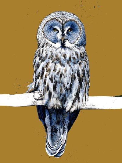 The Great Grey Owl by Mike Davis