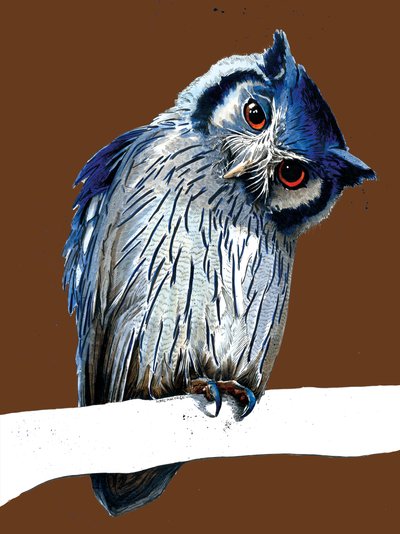 The Northern White-faced Owl on Burnt Orange by Mike Davis