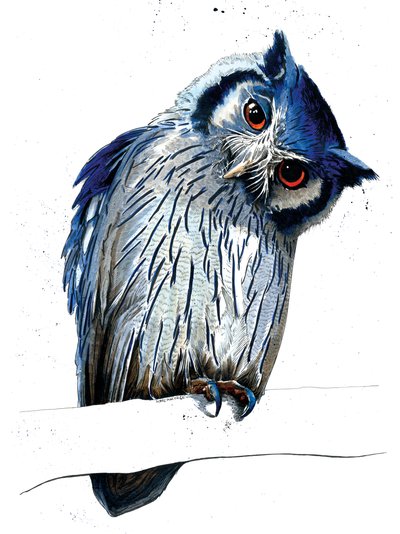 The Northern White-faced Owl on White by Mike Davis