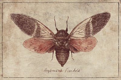 Curious Cicada Charm by Mike Koubou